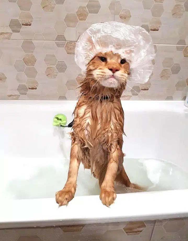 Мыть или не мыть кошку?